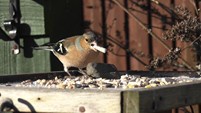 CHAFFINCH ON THE BIRD TABLE